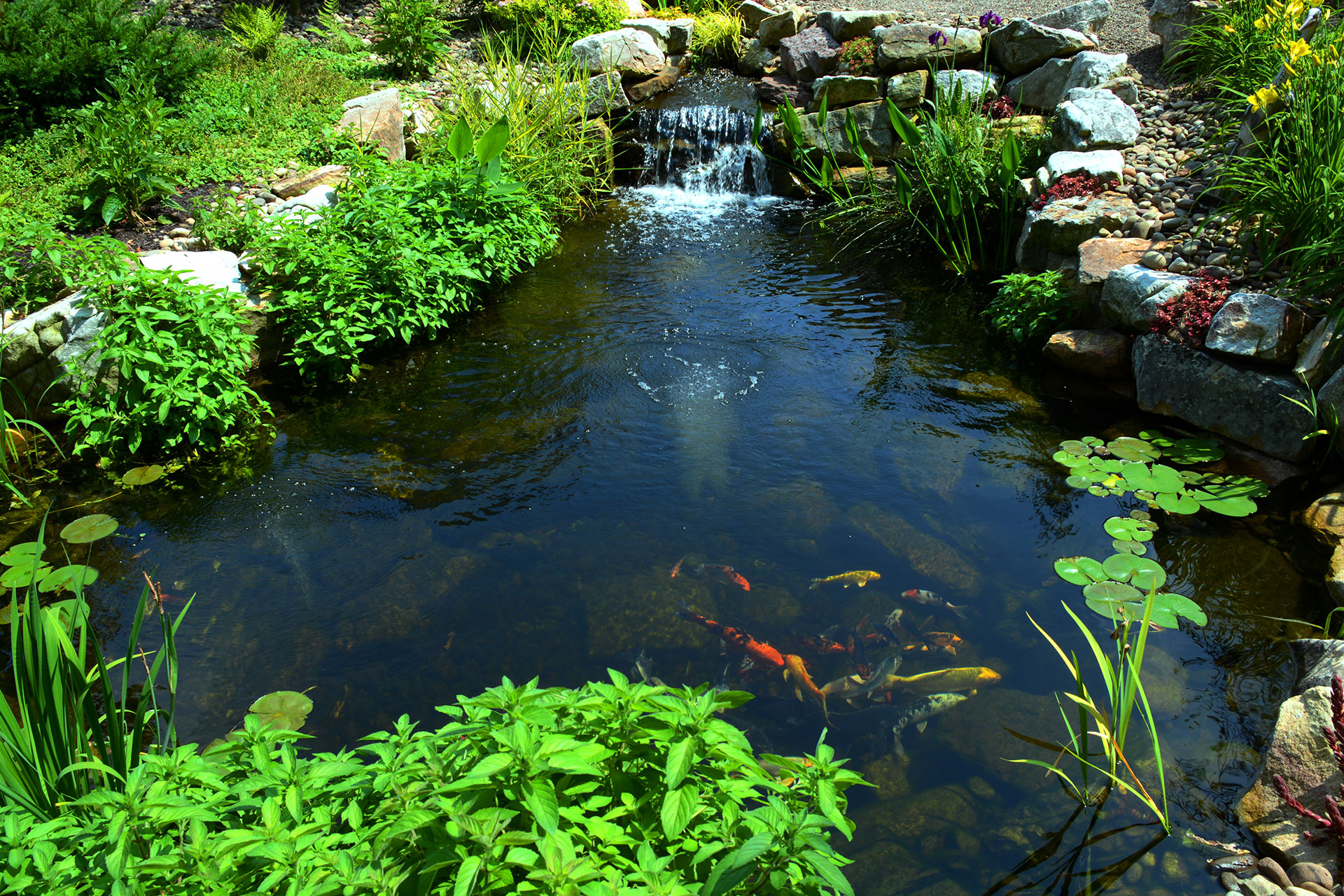 Ponds and koi ponds installation